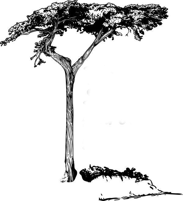Santa Barbara Brand logo